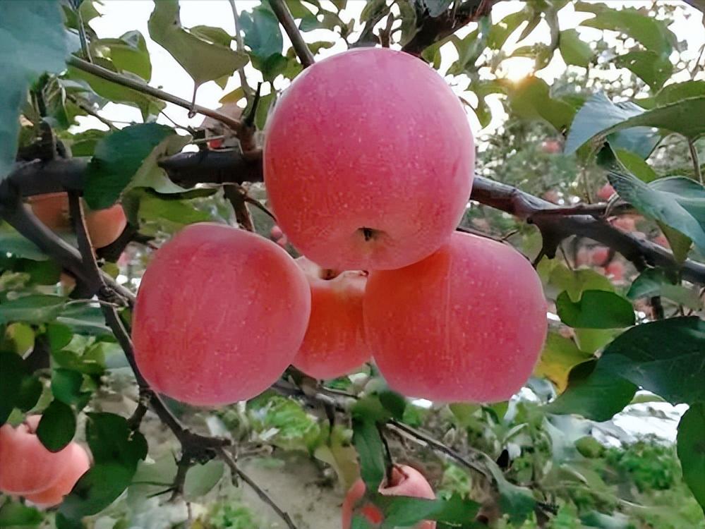 四面楚歌还能走远吗,四面楚歌唱了几天