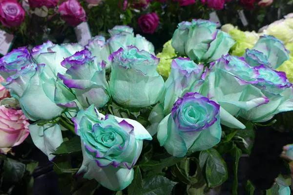 婀娜多姿的鲜花,一朵鲜花点缀不出绚丽多姿的春天