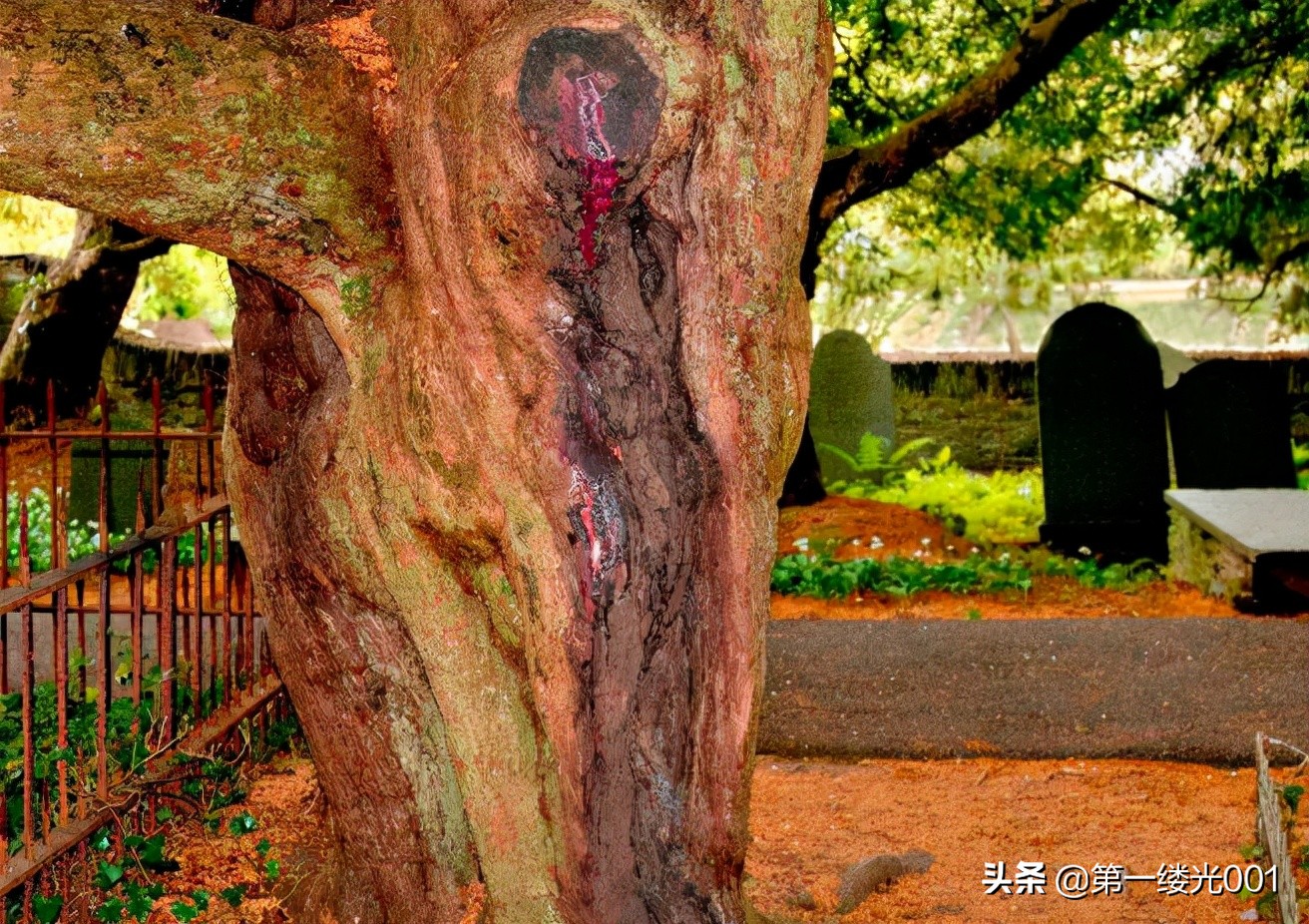 红豆杉是死亡之树能种家里吗,红豆杉为什么突然生长