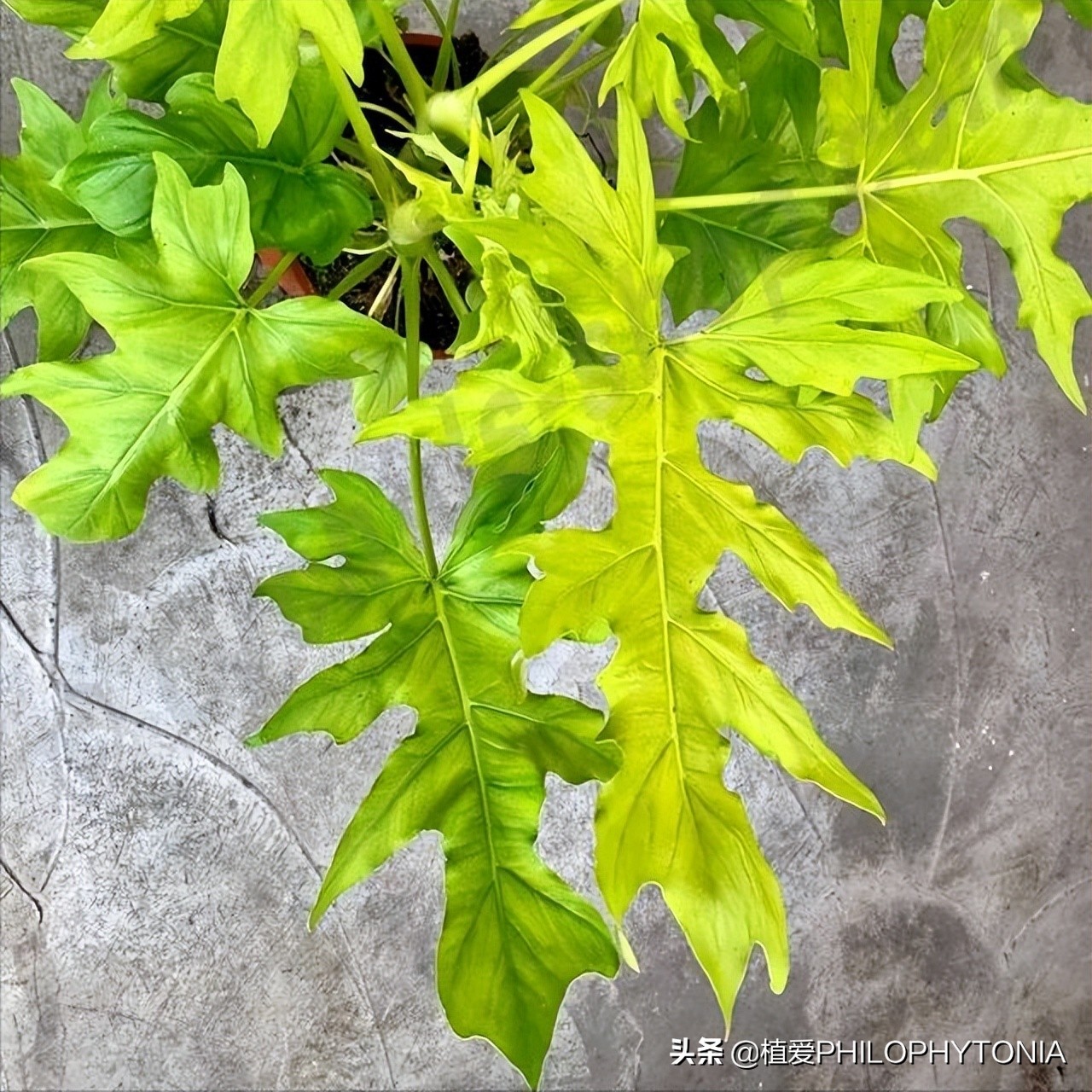 花境常绿植物推荐,室内大型开花植物推荐