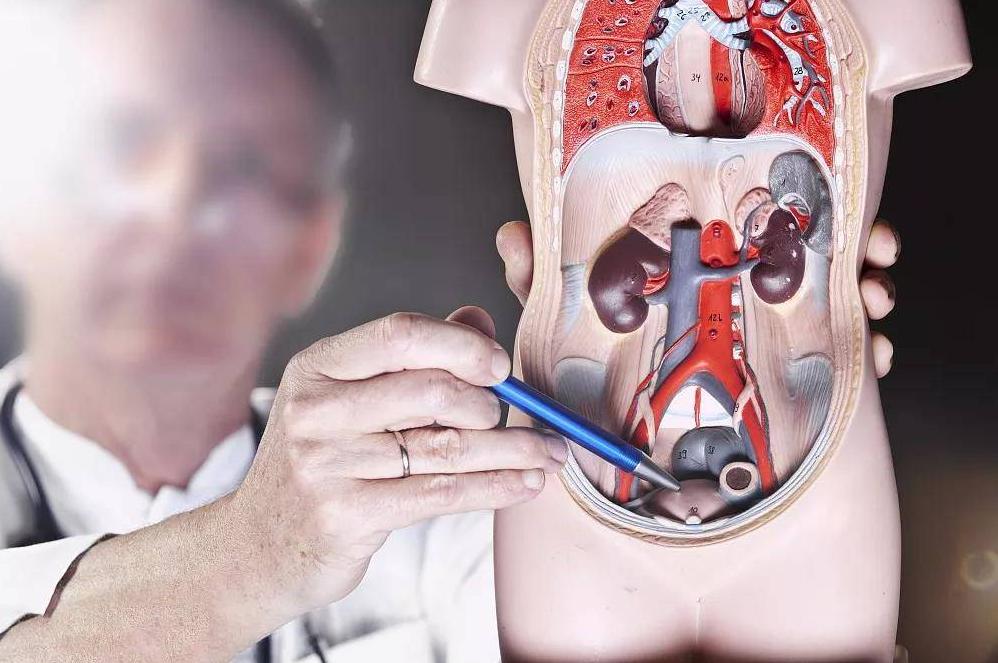 前列腺理疗什么意思,前列腺理疗是什么意思