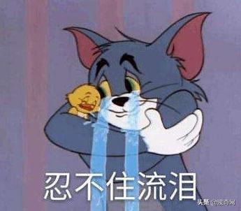 俄罗斯大块头猫咪,来自俄罗斯的猫