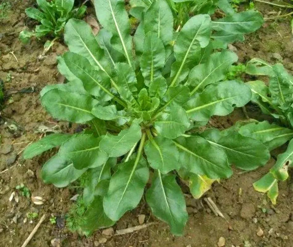 农村常见的顽固藤条植物,农村常见的止血植物图片