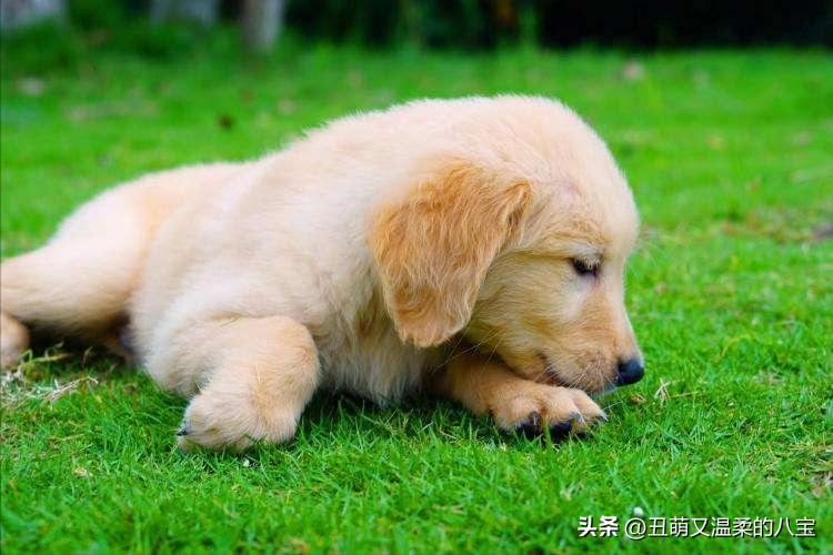 什么药治小狗拉稀,治小狗拉稀最快的土办法