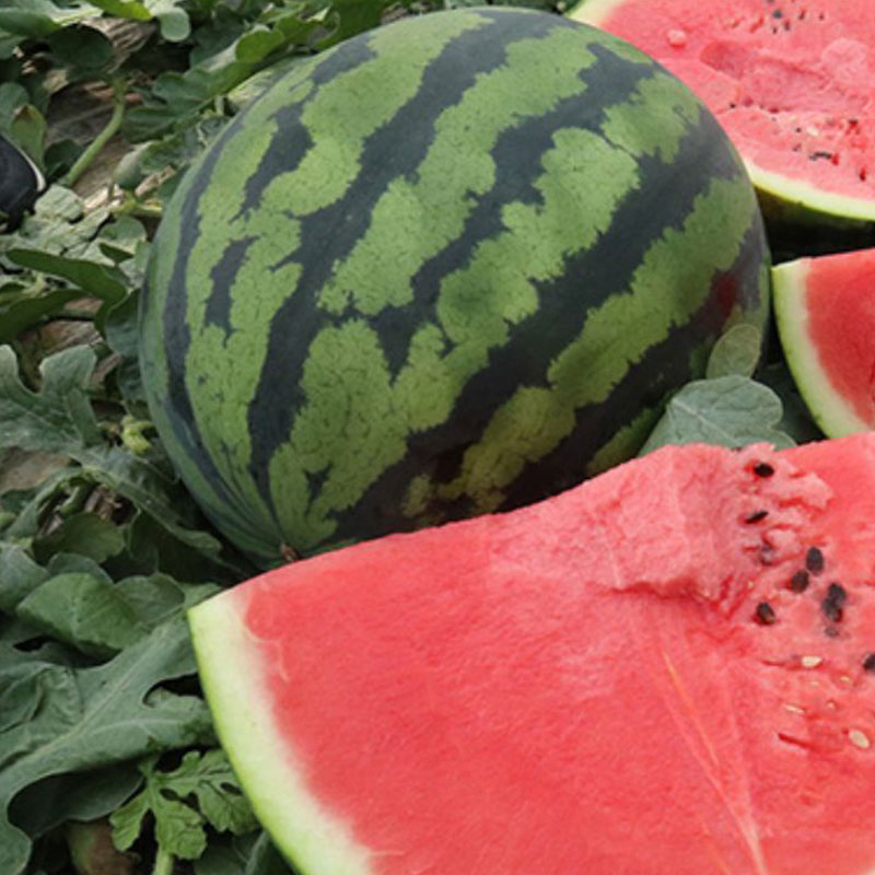 极早熟高产的西瓜品种有哪些,特小凤西瓜是红心的还是黄心的