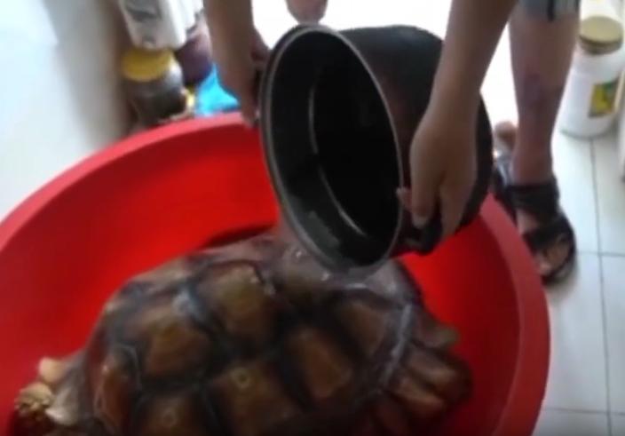 北京男子捡到乌龟饲养7年,北京男子捡到乌龟养了8年