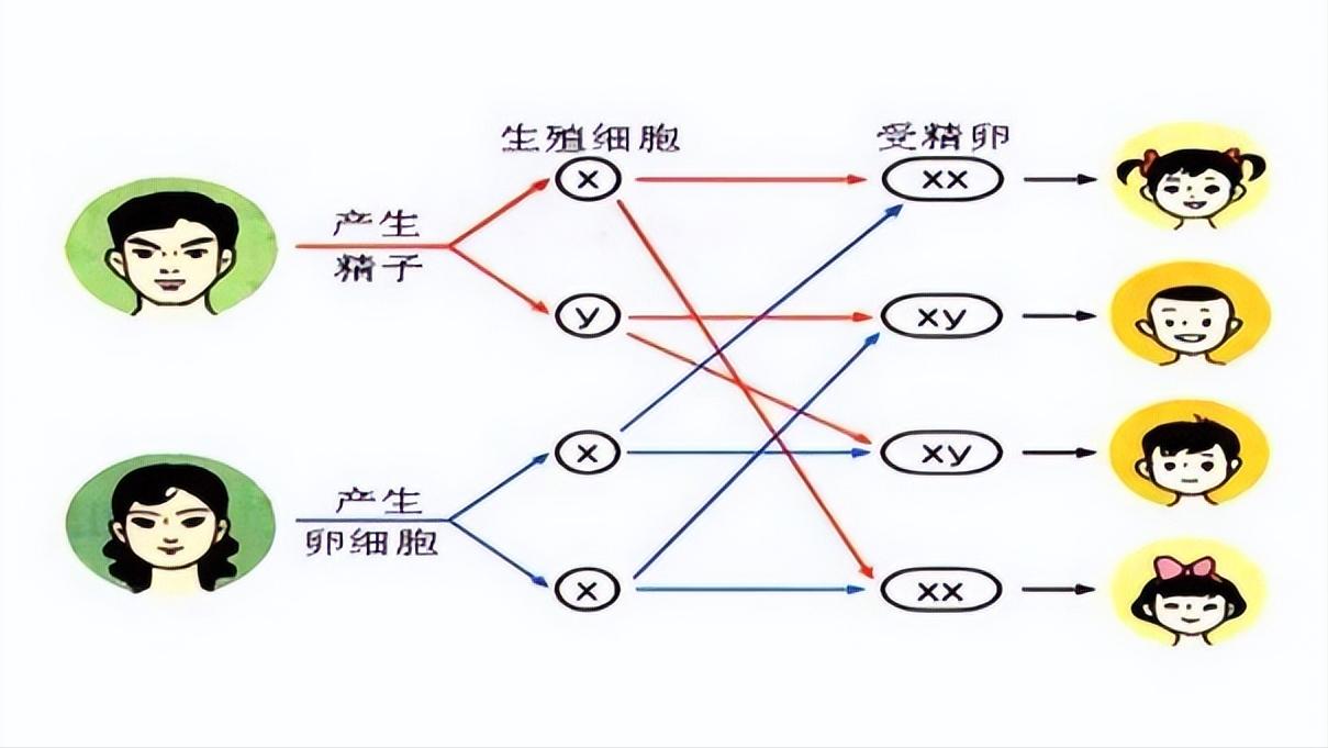 胎儿性别是哪一刻决定的,胎儿是在受孕的瞬间决定的
