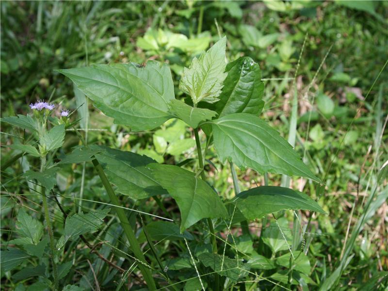 飞机草是外来物种吗,有哪些草是外来物种