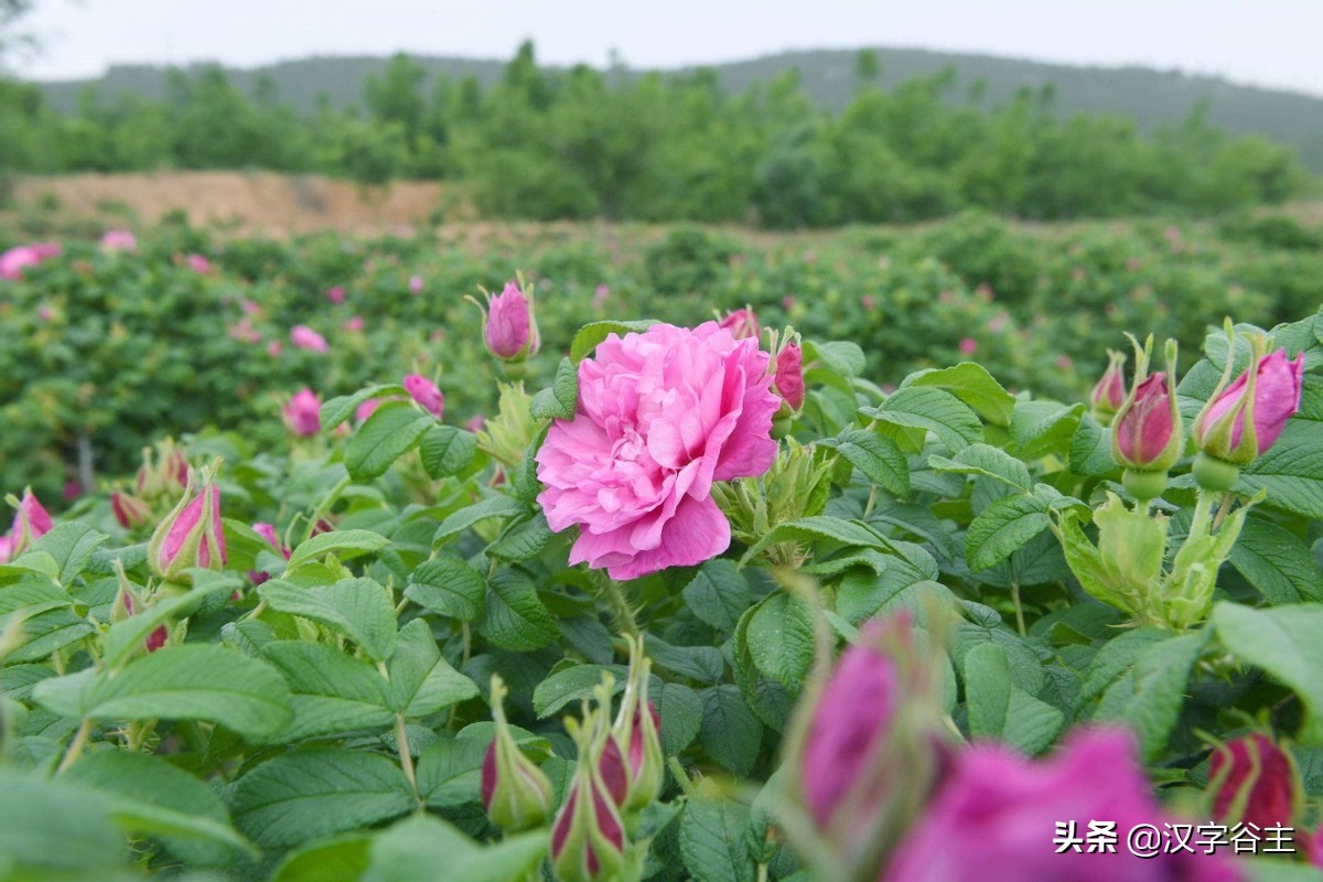 国家植物园游览掠影,走进国家植物园南北月季花海
