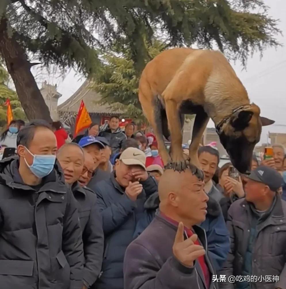 陕西民间绝活，狗踩人头！大爷和马犬的配合太绝了！