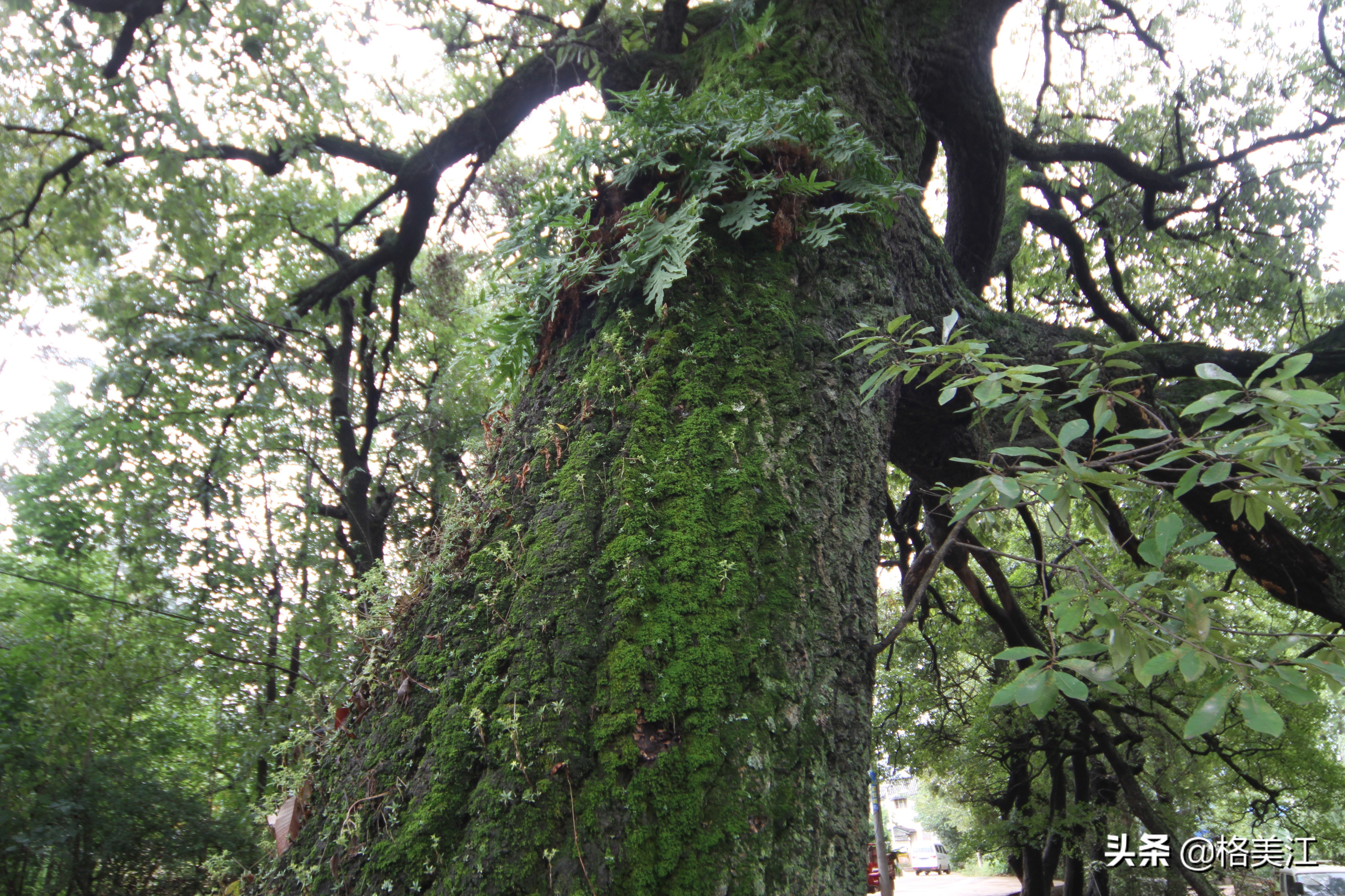 桑岭村古树,桑岭的古木图片