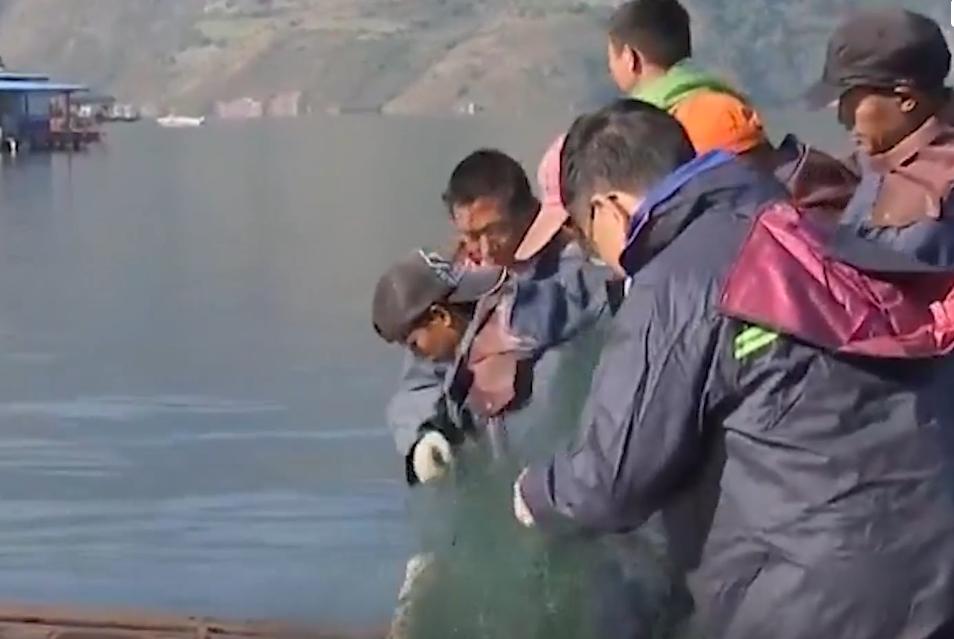 万尾鱼苗离奇失踪,鱼苗死亡鱼苗老板有责任吗