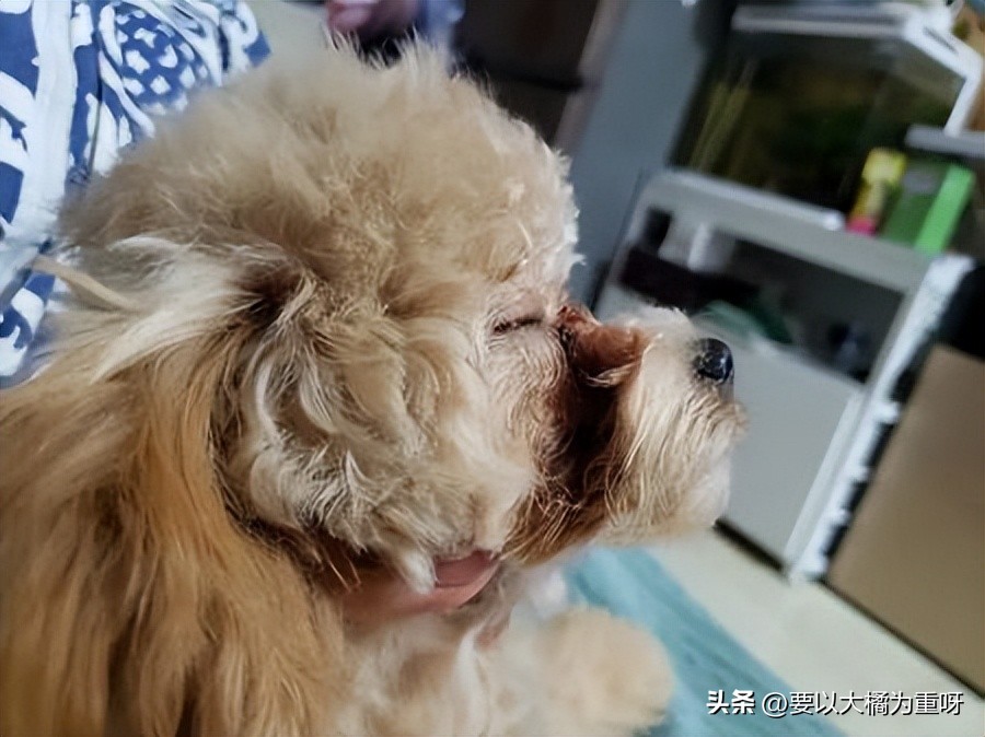 泰迪狗粮哪种既好又便宜,皇家狗粮5个月泰迪营养狗粮