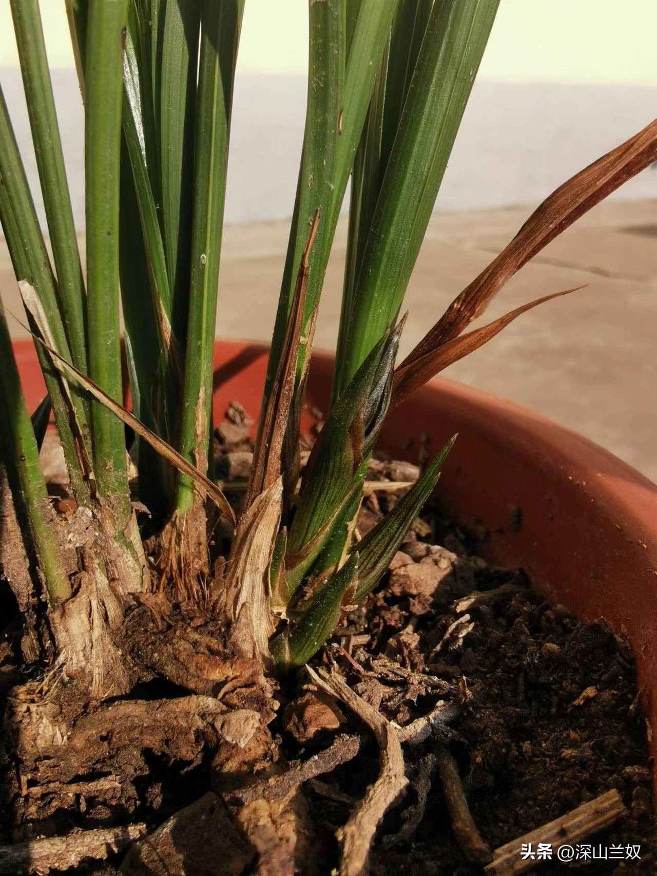 春剑兰怎么养护,春剑兰养殖技巧