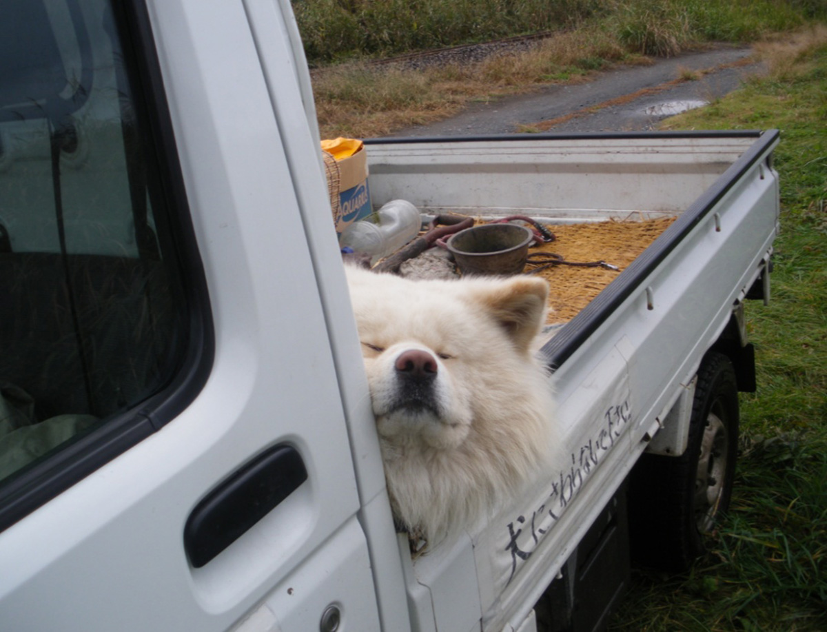 为什么狗的体型比猫的体型大,同等的体型狗跟猫哪个厉害