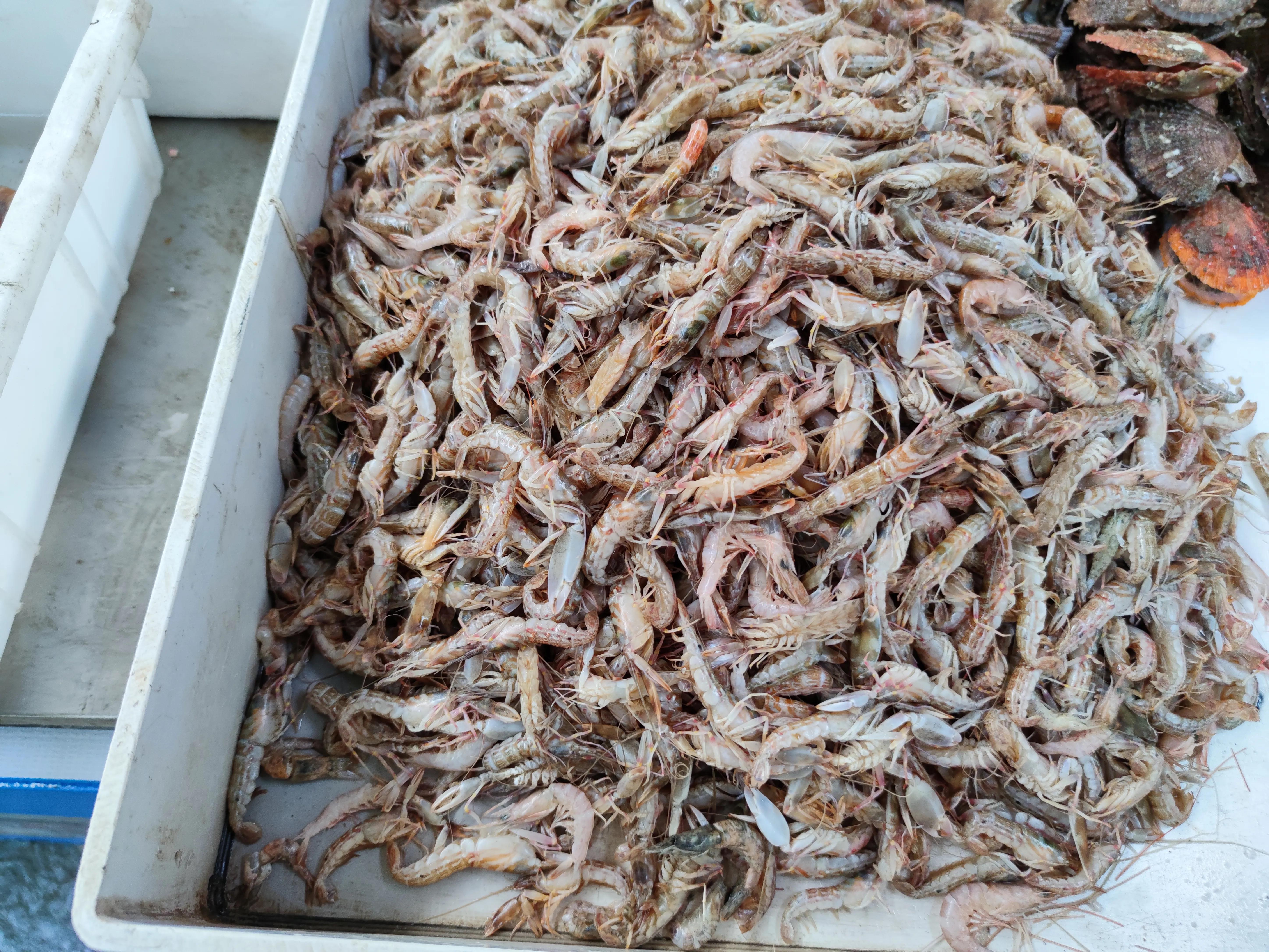 休渔期最不缺的海鲜,伏季休渔最好吃的海鲜