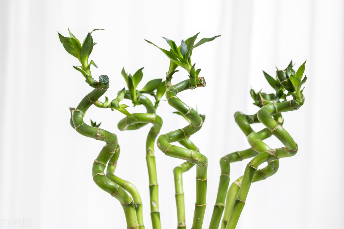 好养的植物小型图片和养殖方法,最好养的10种种植物