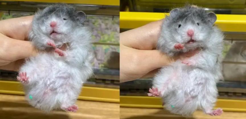 猫狗不停，除了猫狗，这些小可爱，你家的娃都养过了吗？