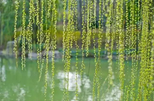 早春最好的十首诗,早春诗词十首