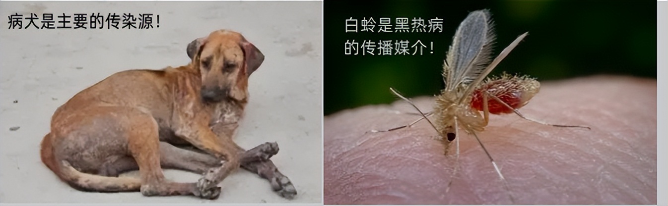 如果同时得了几种寄生虫病怎么治,现在寄生虫有哪些