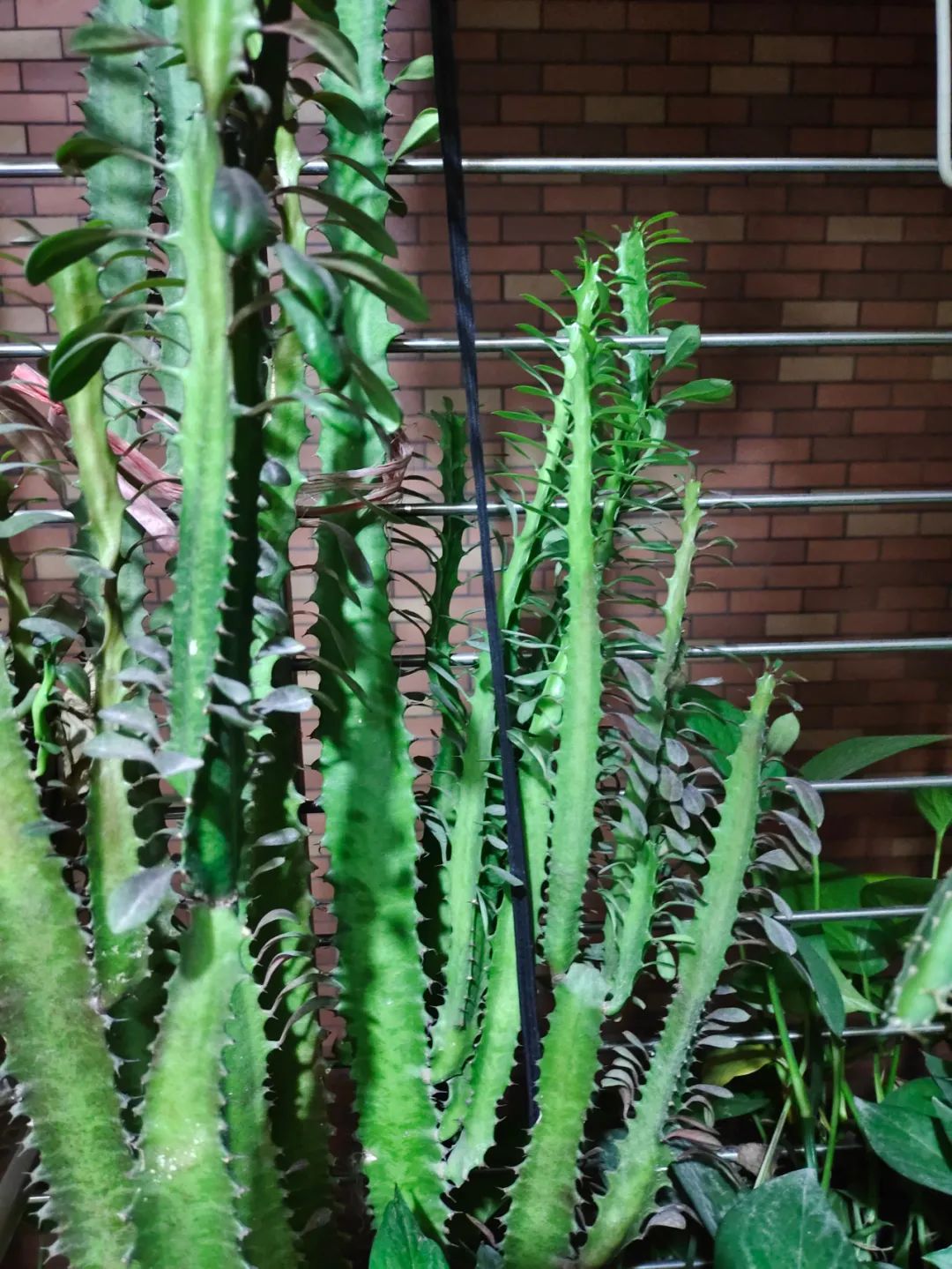 养花好物神器,花友必备神器