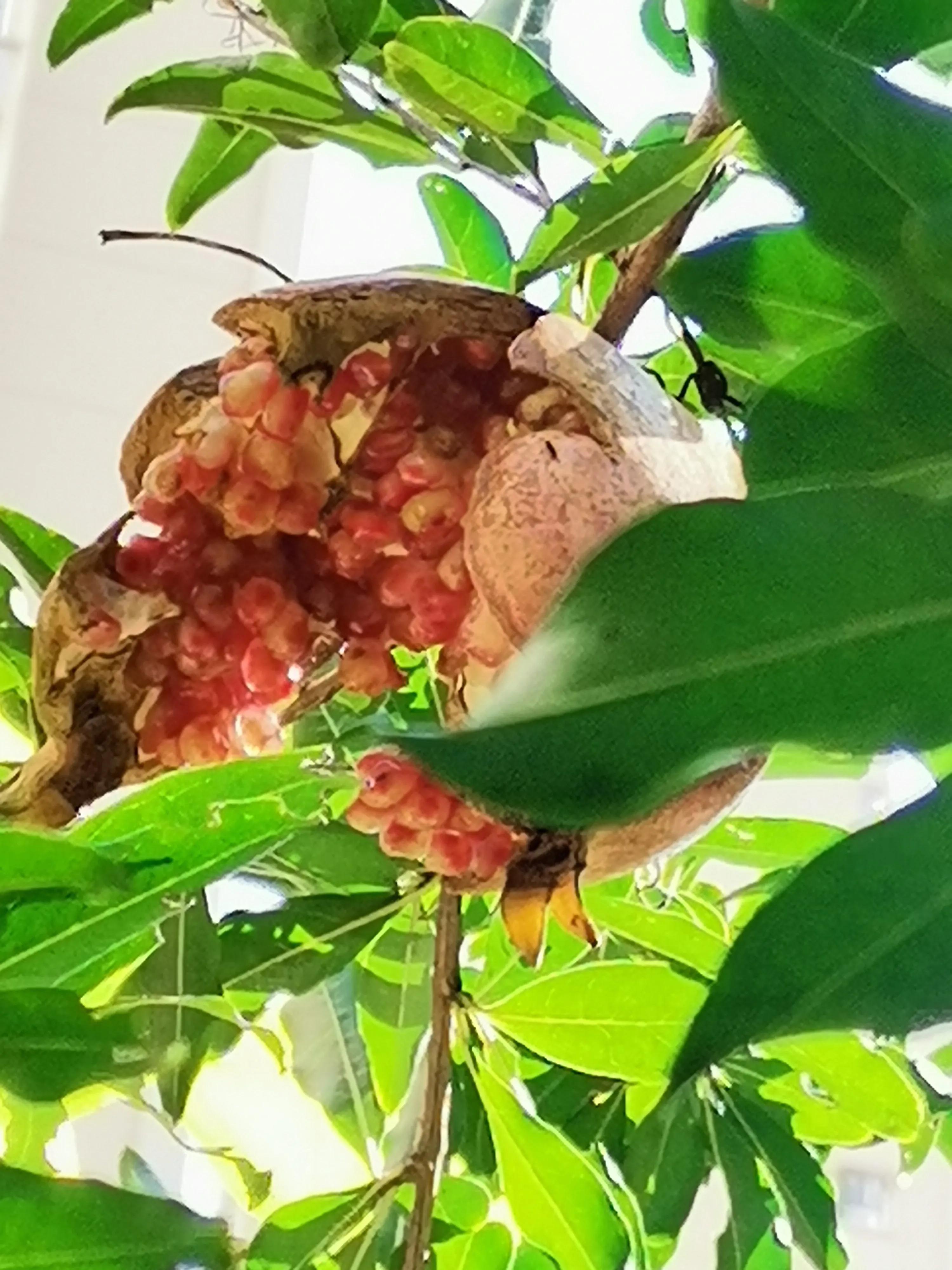 如何预防石榴裂口,石榴怎样管理不裂口