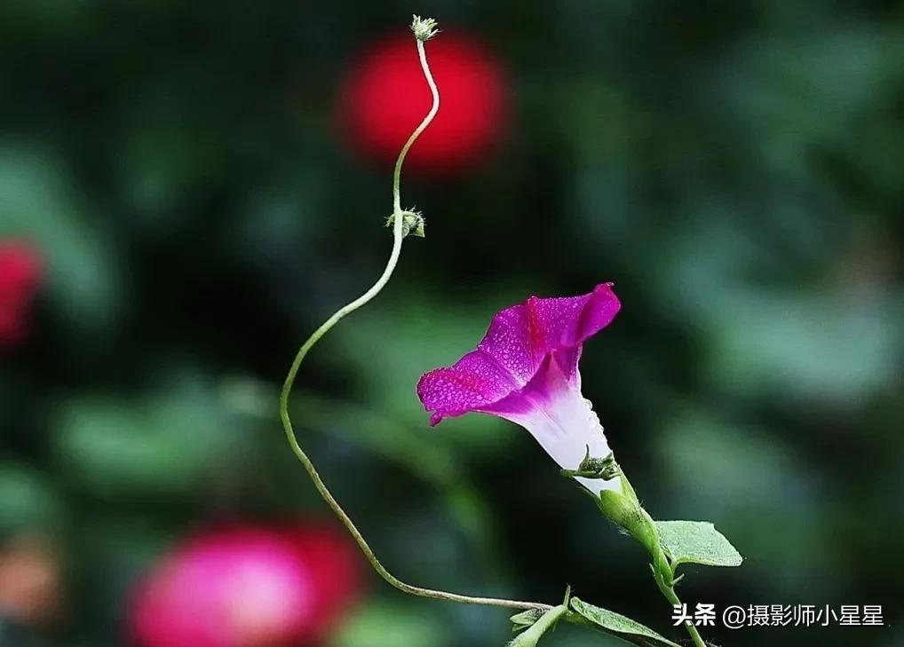 小小牵牛花鲜艳夺目,小小牵牛花教学