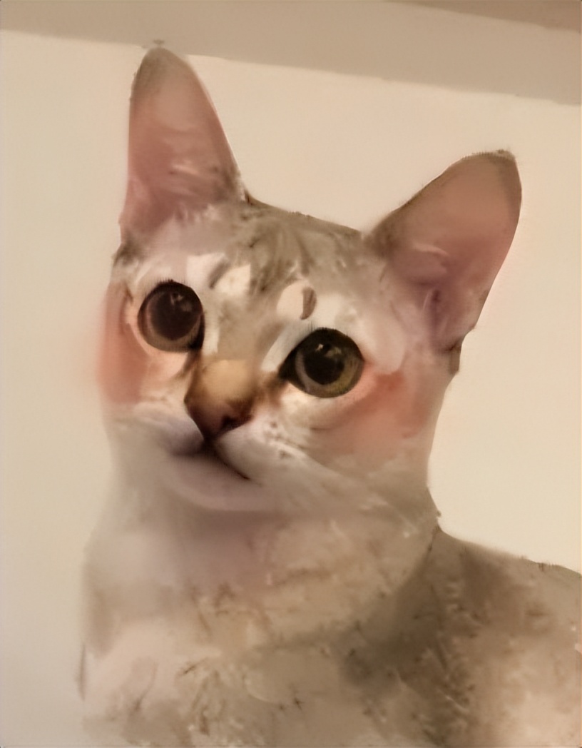 小母猫发情了，作为主人该怎么做呢？