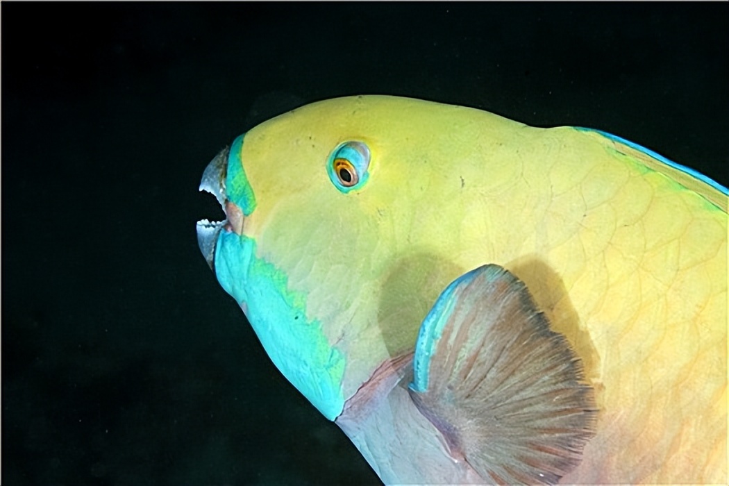 能人工饲养的鹦鹉鱼有哪些,鹦鹉鱼的饲养知识你知道吗