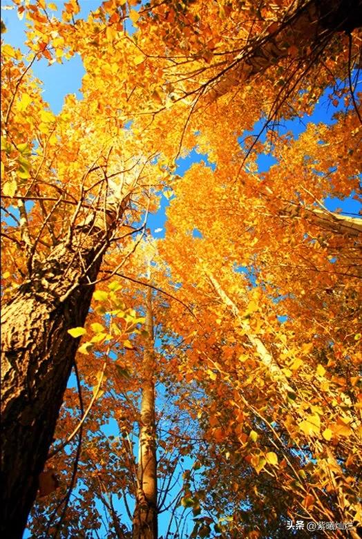 一地落叶渲染了秋色惊艳了时光,秋风亲吻银杏叶