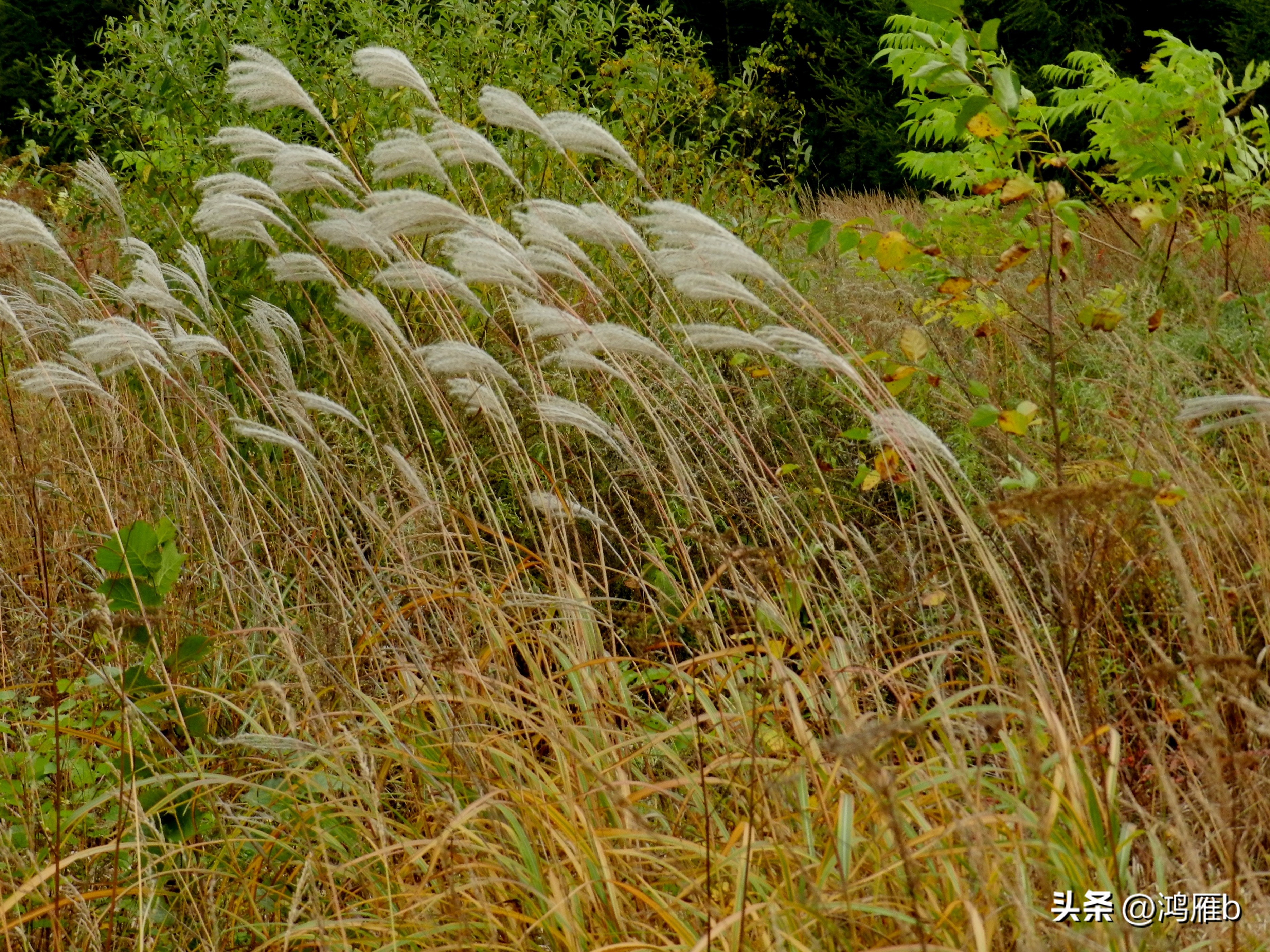 本溪温泉汤沟门票价格,本溪花溪沐枫雪温泉小镇