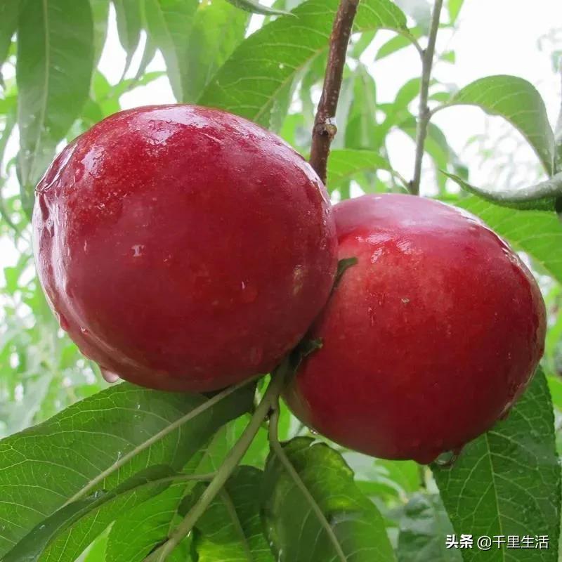 现摘正宗山东蒙阴脆甜黄油桃,山东蒙阴蜜桃之乡的桃子上市啦