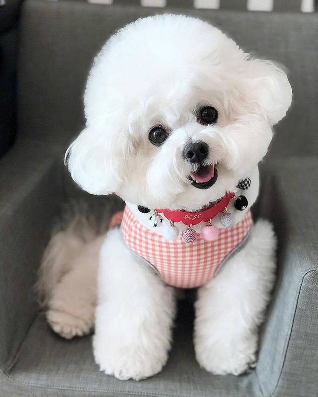 比熊什么行为代表它喜欢你,比熊嫌弃主人会有哪些表现