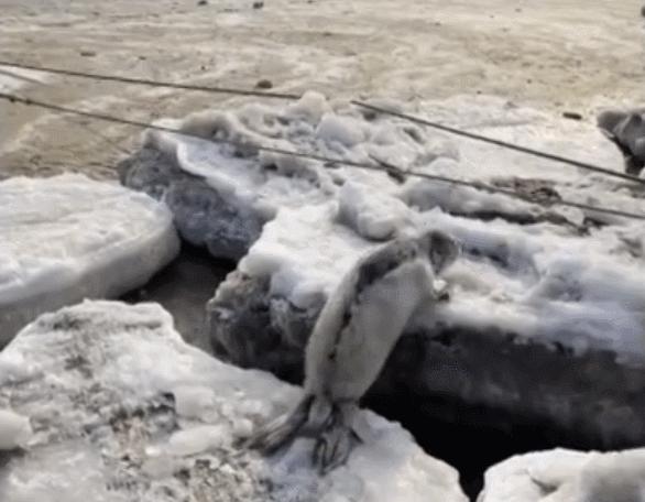 辽宁大连100头斑海豹幼仔遭猎捕,辽宁盘锦斑海豹罕见上岸晒日光浴