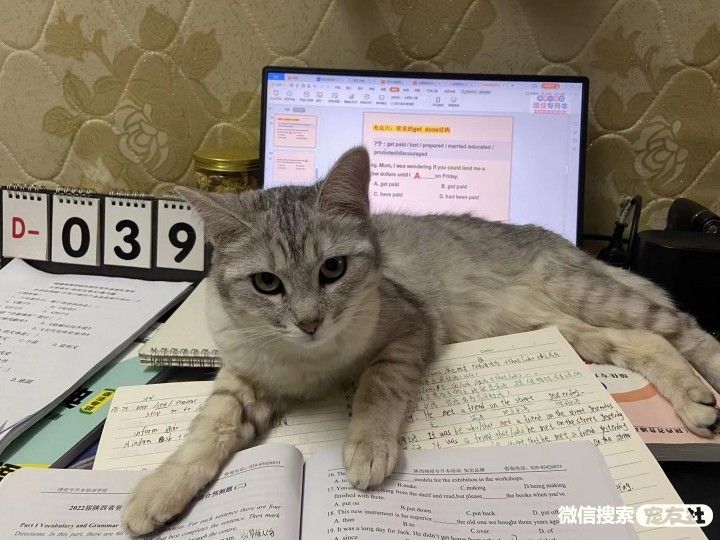 宠物领养、全国宠物*养送**、押金无偿免费领养 20220720