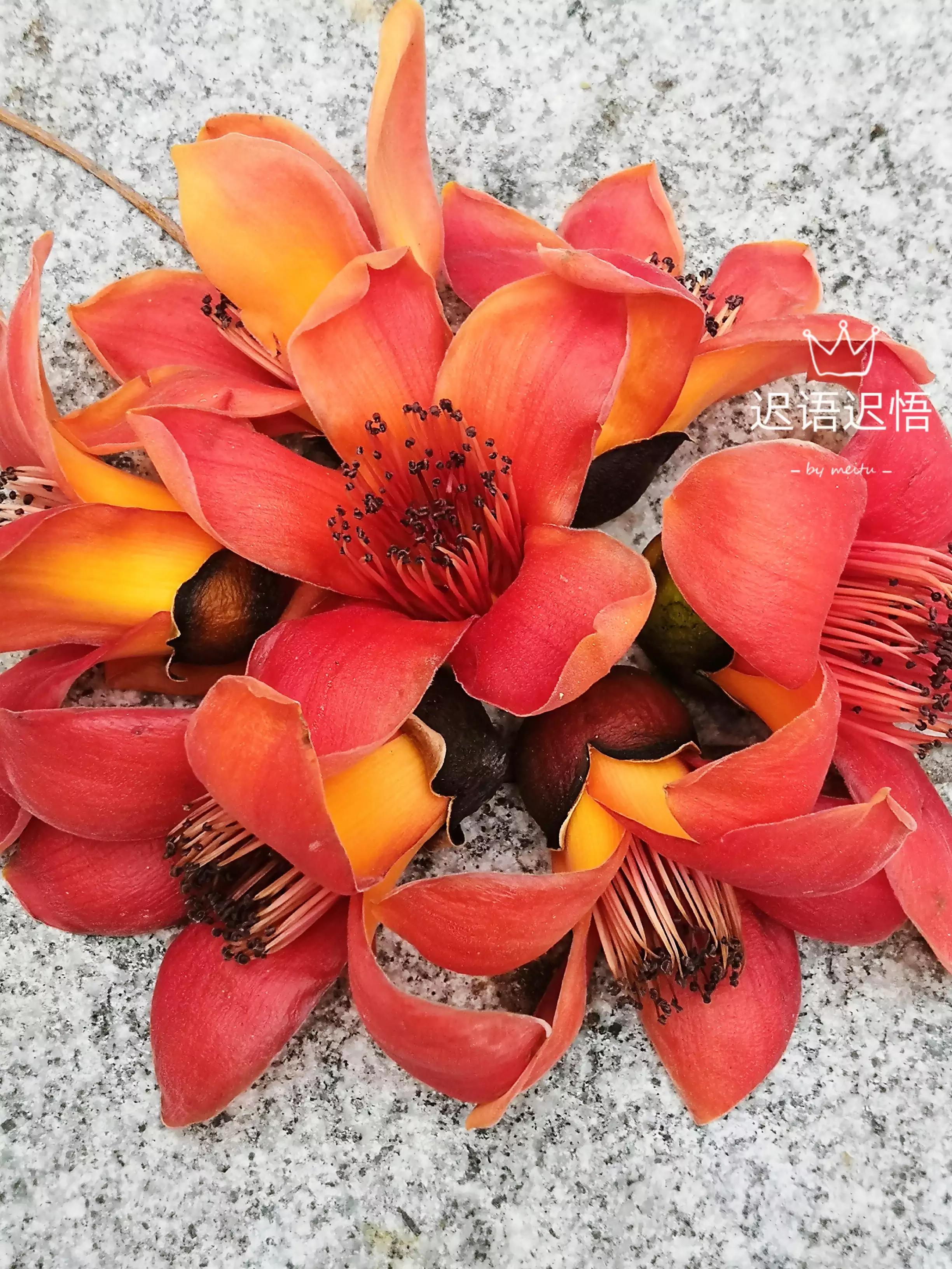 新鲜木棉花食用方法,木棉花的食用方法泡茶