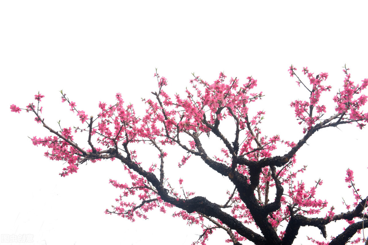 皖南赏花排名,安徽皖南春光好赏花正当时