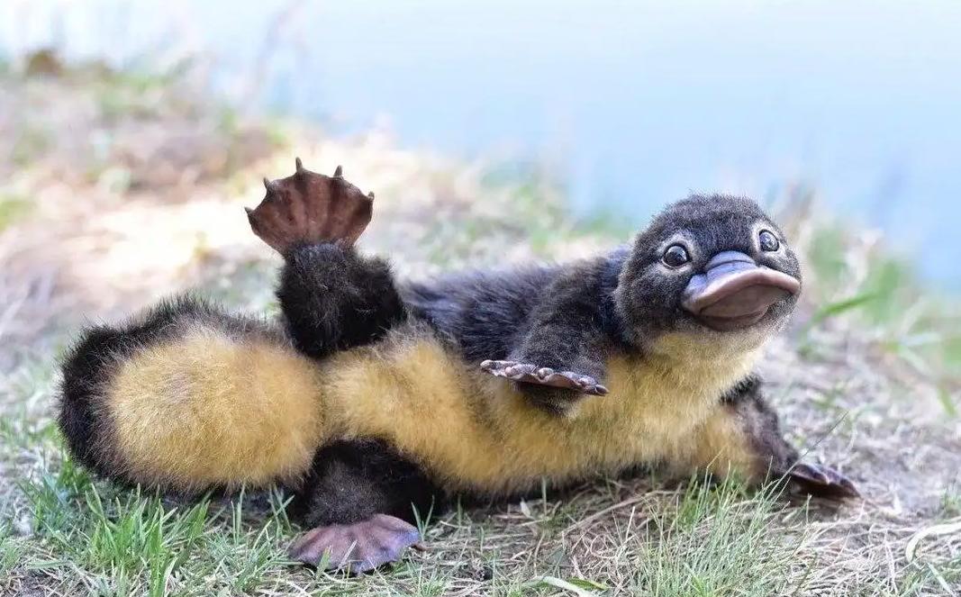 澳大利亚野马泛滥成灾,澳大利亚野马现状