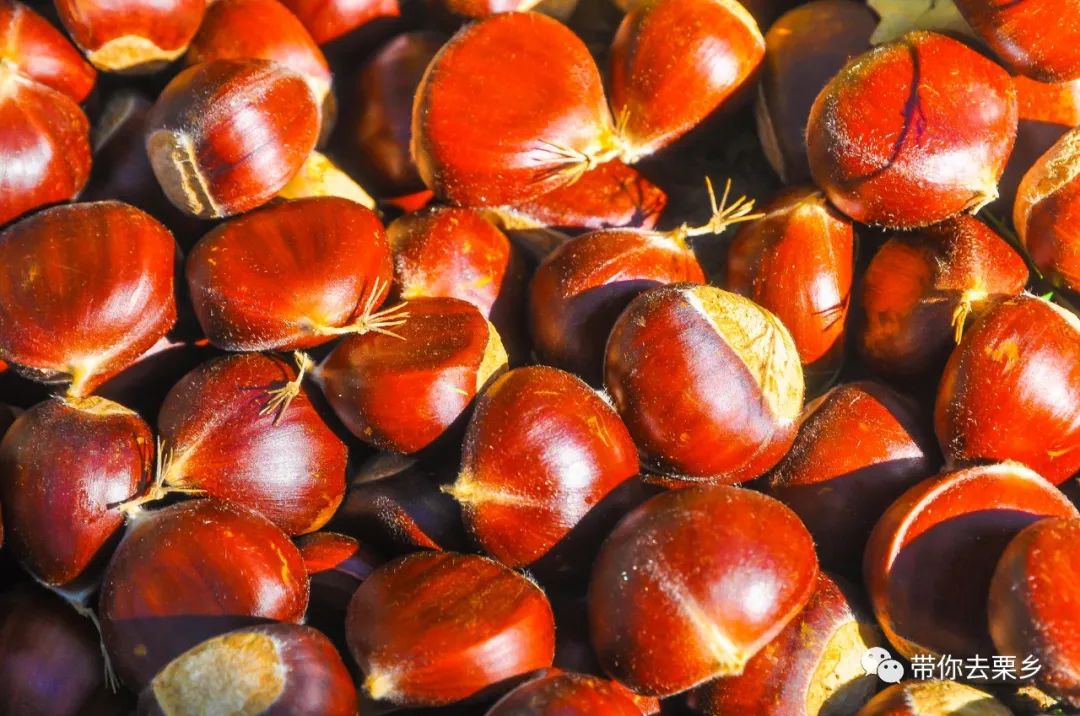 迁西板栗全球认养,迁西县板栗树