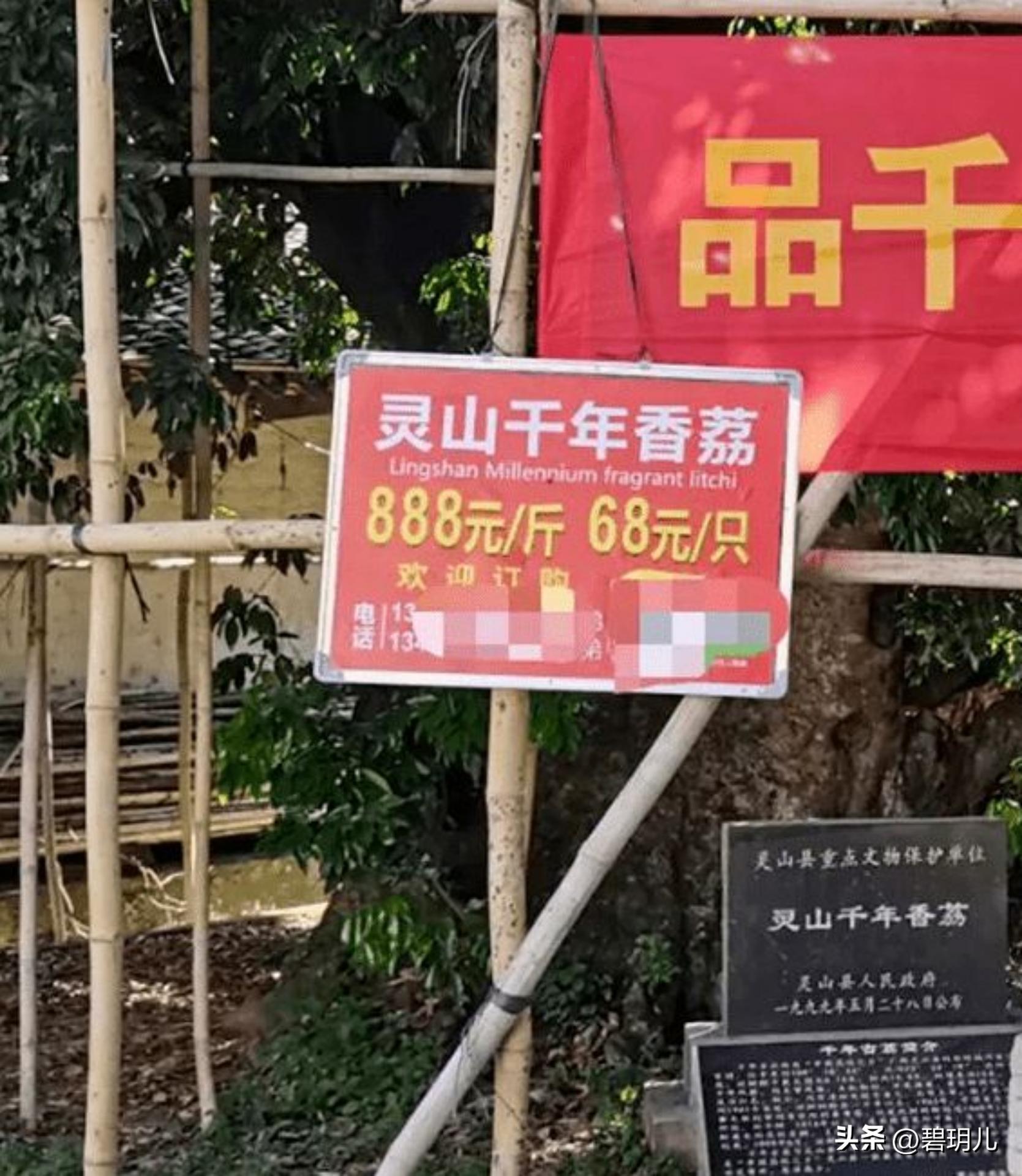 收购广西妃子笑现场,正宗广西妃子笑多少钱一斤