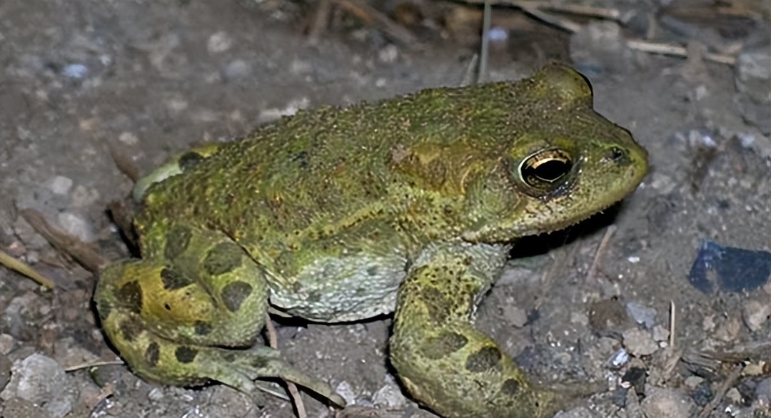 养殖中华大蟾蜍需要什么手续,蟾蜍的人工养殖成功了吗