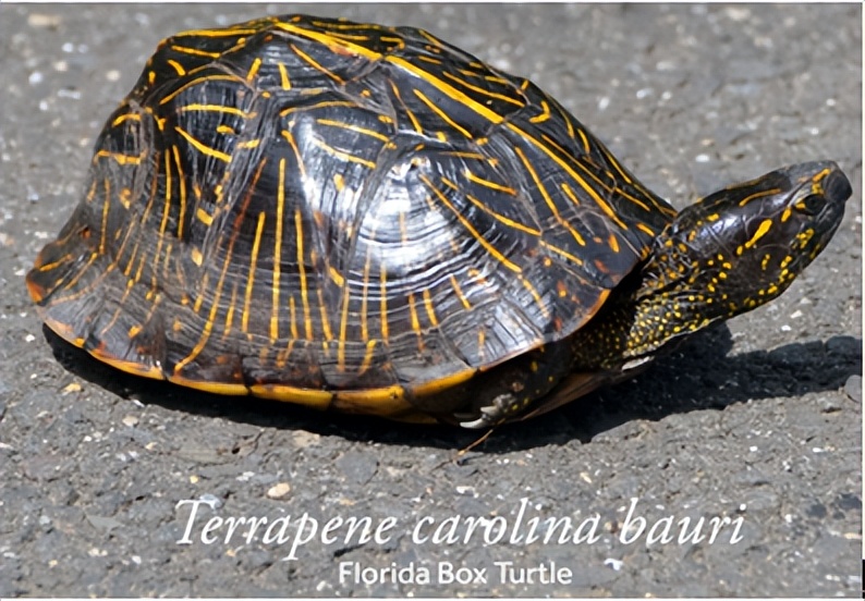 养北美鳄龟的龟友,箱龟种类图片大全