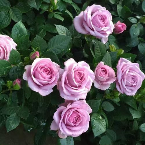 精致又温馨的小阳台,漂亮阳台月季花