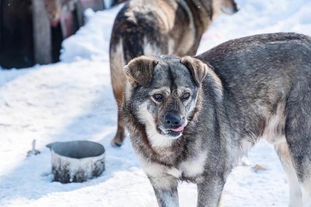 不怕狼多就怕聚一窝,不怕狗成群就怕狗乱叫