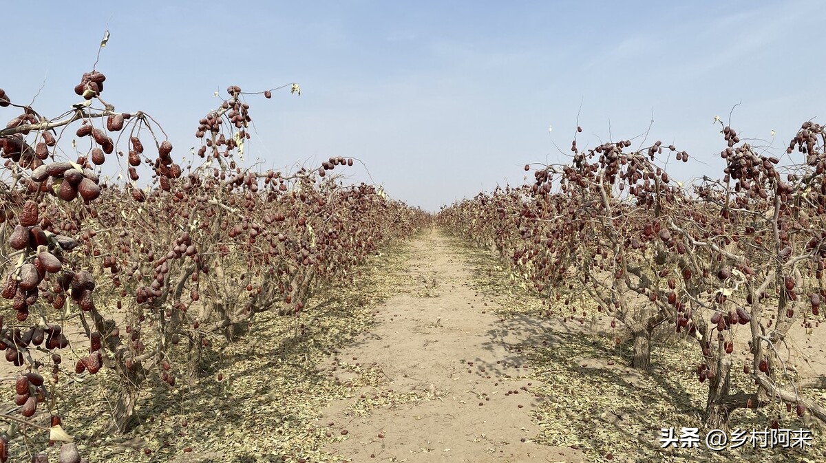 南方红枣和北方大枣的差别,大枣的特点