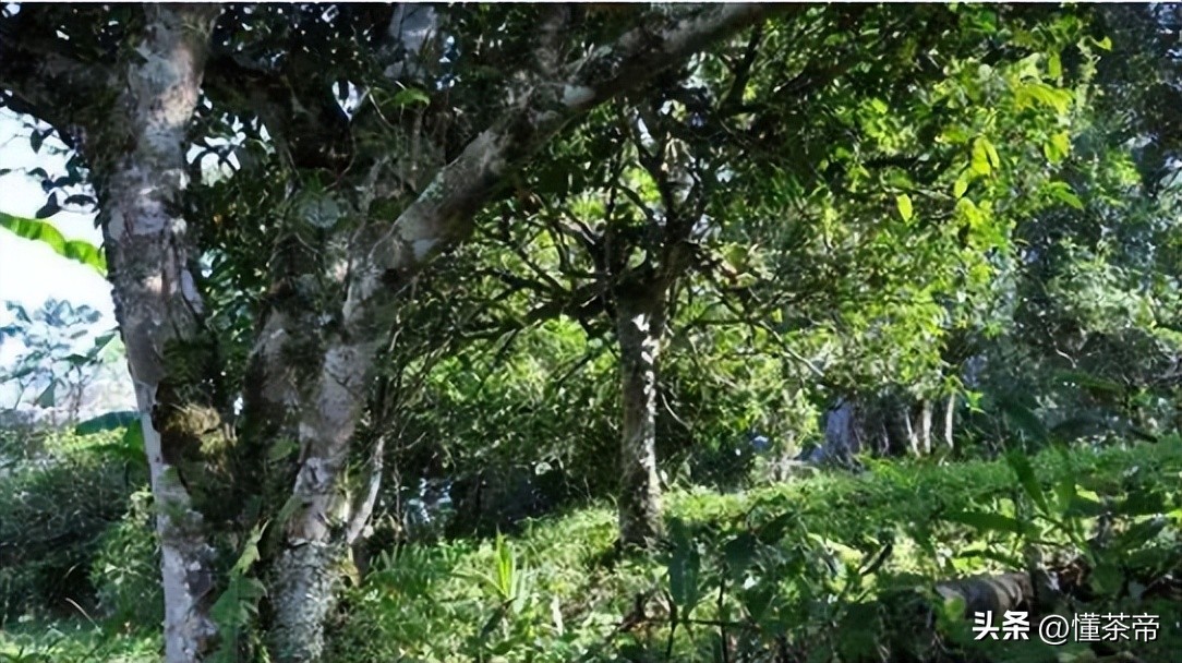 云南古树茶年龄最大的茶树,云南十大古树茶排名