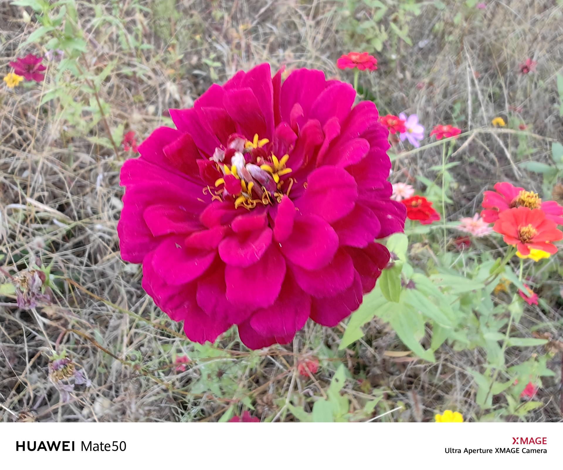 感受一下华为mate50系列黑科技,最新华为mate50真实体验