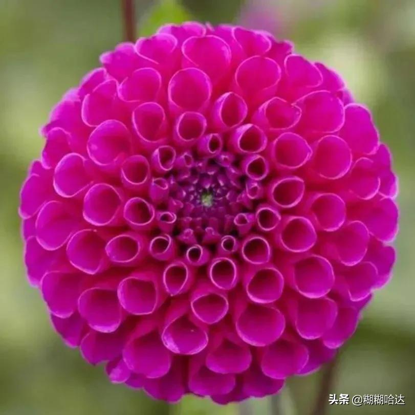 赏心悦目的花朵，风采万千，千姿百态，魅力无限，太美了