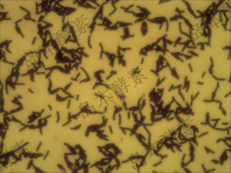 如何生产优质酵素？生产优质酵素所必备的条件