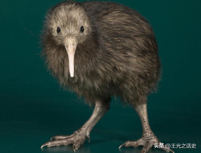 孤悬海外的新西兰,闷声发大财的最好代表